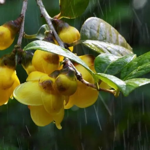 Kỹ thuật trồng trà hoa vàng - Chè hoa vàng Quảng Ninh