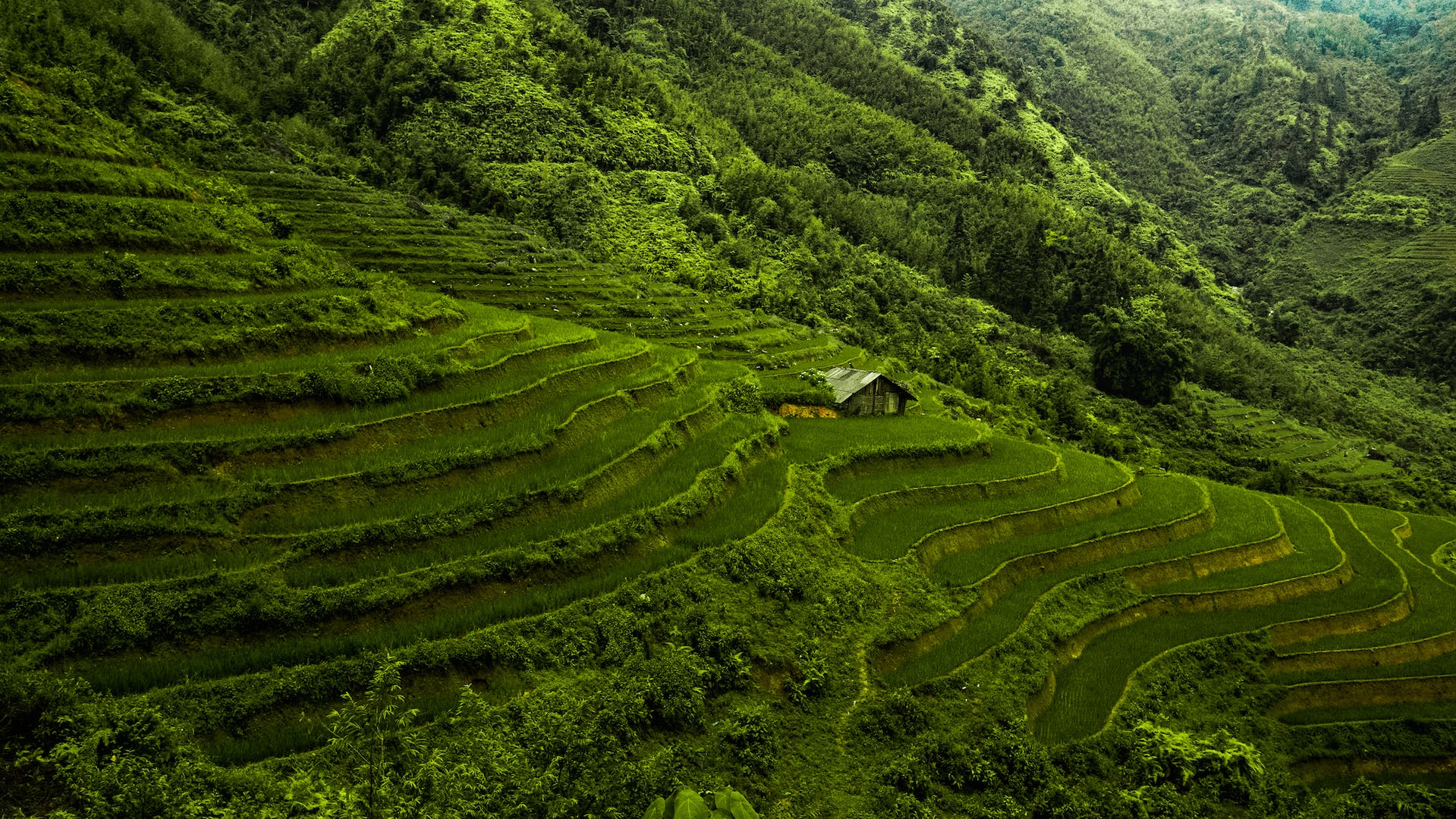 Thuận lợi của trồng trọt ở Việt Nam là gì